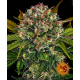 Barney's Farm - Strawberry Cheesecake (Autoflowering) kannabis mag