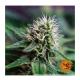Barney's Farm - Strawberry Lemonade (Feminizált) kannabis mag