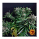 Barney's Farm - Strawberry Lemonade (Feminizált) kannabis mag