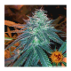 Barney's Farm - Triple Cheese (Feminizált) kannabis mag