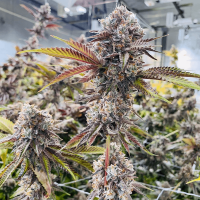 Compound Genetics - Marshmallow OG (Feminizált)