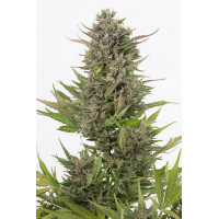 Dinafem Seeds - Critical+ CBD (Autoflowering)