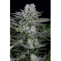 Dinafem Seeds - Gorilla CBD (Feminizált)
