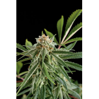 Dinafem Seeds - Royale Haze (Feminizált)
