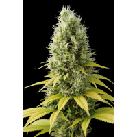 Dinafem Seeds - Shark Shock CBD (Feminizált)