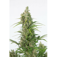Dinafem Seeds - White Widow CBD (Autoflowering)