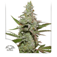 Dutch Passion - Amsterdam Amnesia (Feminizált)