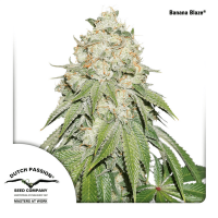 Dutch Passion - Auto Banana Blaze (Autoflowering)
