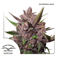Dutch Passion - Auto Blackberry Kush (Autoflowering)