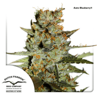 Dutch Passion - Auto Blueberry (Autoflowering)