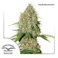 Dutch Passion - Auto Brooklyn Sunrise (Autoflowering)