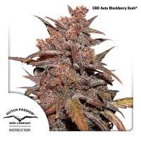 Dutch Passion - Auto CBD Blackberry Kush (Autoflowering)