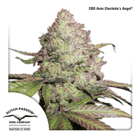 Dutch Passion - Auto CBD Charlottes Angel (Autoflowering)