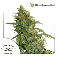 Dutch Passion - Auto CBD Compassion Lime (Autoflowering)