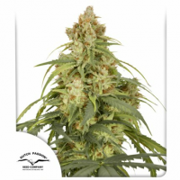 Dutch Passion - Auto CBD Victory (Autoflowering)