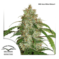 Dutch Passion - Auto CBD White Widow (Autoflowering)