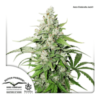 Dutch Passion - Auto Cinderella Jack (Autoflowering)