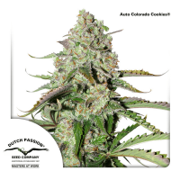 Dutch Passion - Auto Colorado Cookies (Autoflowering)