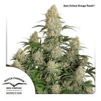 Dutch Passion - Auto Critical Orange Punch (Autoflowering)