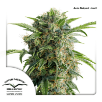 Dutch Passion - Auto Daiquiri Lime (Autoflowering)