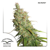 Dutch Passion - Auto Desfrán (Autoflowering)