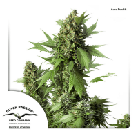 Dutch Passion - Auto Duck (Autoflowering)