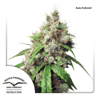 Dutch Passion - Auto Euforia (Autoflowering)