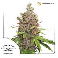 Dutch Passion - Auto Glueberry O.G. (Autoflowering)