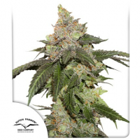 Dutch Passion - Auto Kerosene Krash (Autoflowering)