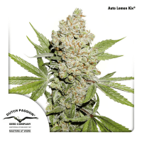 Dutch Passion - Auto Lemon Kix (Autoflowering)