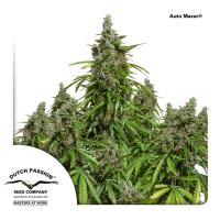 Dutch Passion - Auto Mazar (Autoflowering)