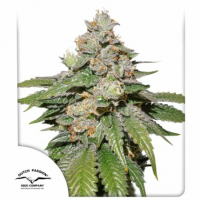 Dutch Passion - Auto Mokum's Tulip (Autoflowering)