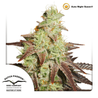 Dutch Passion - Auto Night Queen (Autoflowering)