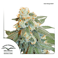 Dutch Passion - Auto Orange Bud (Autoflowering)