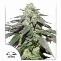 Dutch Passion - Auto Skywalker Haze (Autoflowering)