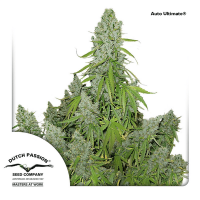 Dutch Passion - Auto Ultimate (Autoflowering)
