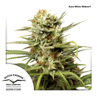 Dutch Passion - Auto White Widow (Autoflowering)