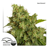 Dutch Passion - Auto Xtreme (Autoflowering)
