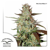 Dutch Passion - Blue Auto Mazar (Autoflowering)