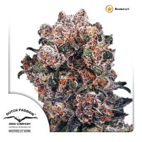Dutch Passion - Blueberry (Regular)