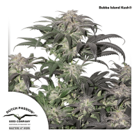 Dutch Passion - Bubba Island Kush (Feminizált)