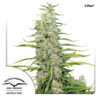Dutch Passion - C-Vibez (Feminizált)