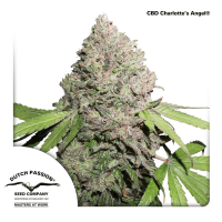 Dutch Passion - CBD Charlotte's Angel (Feminizált)