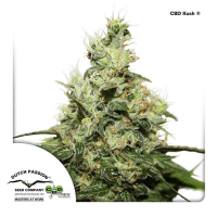 Dutch Passion - CBD Kush (Feminizált)