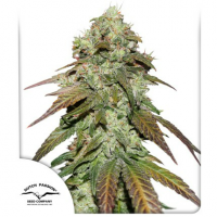Dutch Passion - CBD Mazar (Feminizált)