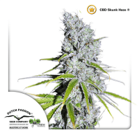 Dutch Passion - CBD SkunkHaze (Feminizált)