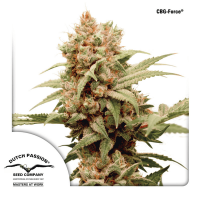 Dutch Passion - CBG Force (Feminizált)
