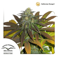 Dutch Passion - Californian Orange (Feminizált)