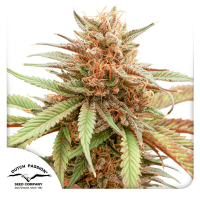 Dutch Passion - Durban Dew (Feminizált)