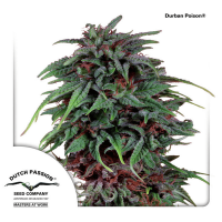 Dutch Passion - Durban Poison (Regular)